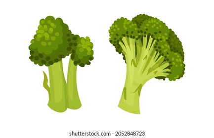 Broccoli Cabbage as Edible Green Plant with Stalk and Flowering Head Vector Set