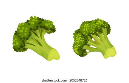 Broccoli Cabbage as Edible Green Plant with Stalk and Flowering Head Vector Set