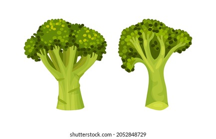 Broccoli Cabbage as Edible Green Plant with Stalk and Flowering Head Vector Set