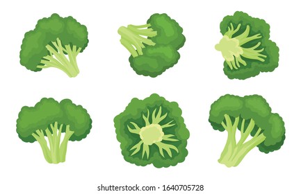 Broccoli Cabbage with Green Flower Stalks Isolated on White Background Vector Set