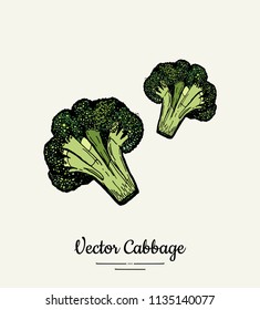 Broccoli cabbage green hand drawn illustration. Isolated green cabbage sketch for hipster vegetarian poster, cooking school, restaurant menu, banner, logo, icon, food shop, harvest festival, sticker.