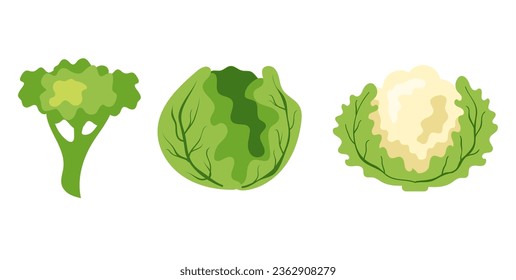 Broccoli cabbage lettuce isolated set. Vector flat graphic design illustration