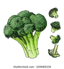 Broccoli cabbage painted with a line on a white background. A sketch of food. Vector drawing of spices