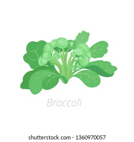 Broccoli cabbage. Broccoli plant. Harvest vegetable. Brassica oleracea. Vector flat Illustration.