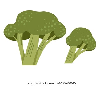 Broccoli cabbage vegetable vector illustration isolated on white background