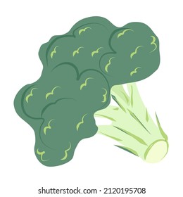 Broccoli in cartoon style. Green cabbage brocolli. Useful vegetable, design element. Vector illustration isolated on white background. Icon, food symbol. Hand drawn brocoli on stalk