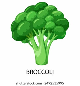 Broccoli in cartoon style on a white background. Vector illustration.