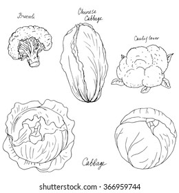 broccoli, cauliflower and chinese cabbage, ink drawing, hand drawn vector illustration