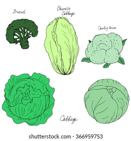 broccoli, cauliflower and chinese cabbage , ink drawing, hand drawn vector illustration