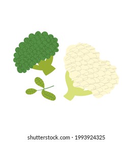 Broccoli and cauliflower. Flat hand drawn illustration of green vegetables with scribble texture. Fresh garden veggies isolated on white background.