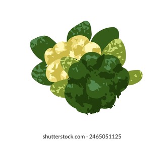 Broccoli and cauliflower, fresh raw vegetables. Healthy vitamin food. Organic natural green crop. Natural harvest, agriculture crop, food. Flat vector illustration isolated on white background