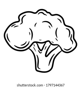 Broccoli. Cauliflower. Hand drawn vector illustration in doodle style, isolated on a white background.