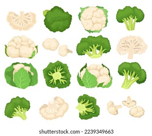 Broccoli and cauliflower set. Whole and cut fresh, nutritious, healthy vegetables cartoon vecto