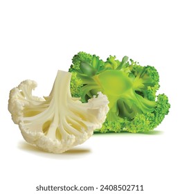 Broccoli and Cauliflower vector. Wonderful antioxidant. Beautiful Broccoli and Cauliflower. Cauliflower in mesh technique. Vector illustration.