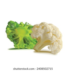 Broccoli and Cauliflower vector. Wonderful antioxidant. Beautiful Broccoli and Cauliflower. Cauliflower in mesh technique. Vector illustration.