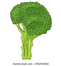 Broccoli Clipart. Vector Illustration Of Green Broccoli Isolated On White. Hand Drawn Broccoli Vegetable. Vegan Food.