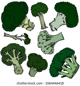 Broccoli colored illustration, vector