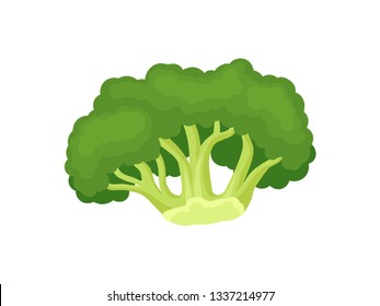Broccoli concept. Green vegetable on white background.