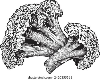 Broccoli with detailed engraving style