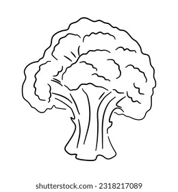 Broccoli doodle icon. Hand drawn black sketch. Vector Illustration.