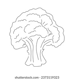 Broccoli doodle icon. Hand drawn black sketch. Vector editable stroke.