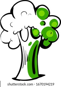 Broccoli drawing, illustration, vector on white background.