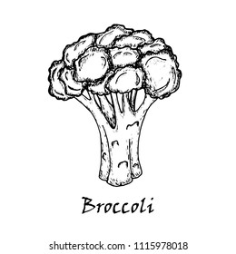 Broccoli drawing. Isolated on white background. Hand drawn in a graphic style. Vegetarian food.