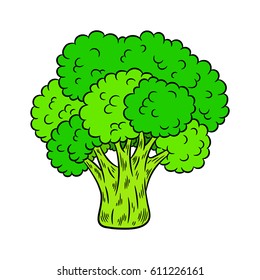 Broccoli drawing. Isolated on white background. Hand drawn in a graphic style. Vegetarian food. Great for menu, label, poster, print.