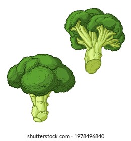 Broccoli drawn in cartoon style. Vector illustration isolated on a white background.