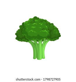 Broccoli edible cabbage isolated vegetarian food. Vector Brassica oleracea, organic raw veggies, uncooked broccolo. flowering head and stalk eaten as vegetable, ripe greens realistic design