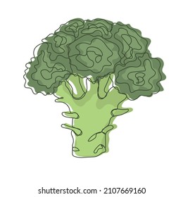 Broccoli edible cabbage. Vegetables in line art isolated on white background.  Vector illustration 