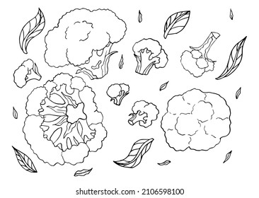 Broccoli edible cabbage vegetarian food. Vector vegan, organic raw veggies, uncooked broccoli. Flowering head and stalk eaten as ripe vegetable. Broccoli cabbage doodle set on white background.