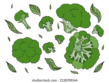 Broccoli edible cabbage vegetarian food. Vector vegan, organic raw veggies, uncooked broccoli. Flowering head and stalk eaten as ripe vegetable. Broccoli cabbage doodle set on white background.