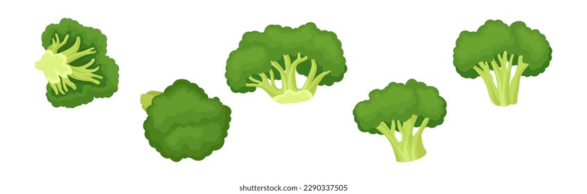 Broccoli as Edible Green Plant with Flowering Head and Stalk Vector Set