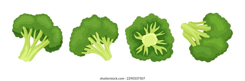 Broccoli as Edible Green Plant with Flowering Head and Stalk Vector Set