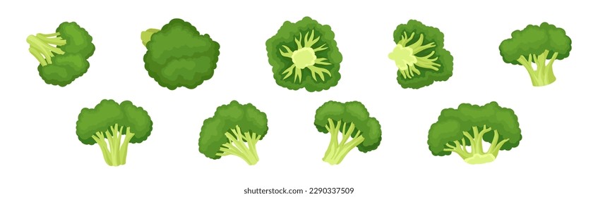 Broccoli as Edible Green Plant with Flowering Head and Stalk Vector Set