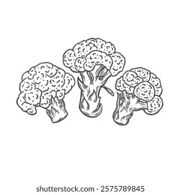 Broccoli in engraving style on a white background. Organic product, healthy food, vegetable image for packaging.