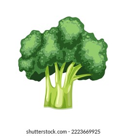 broccoli fresh cartoon. vegetable, food healthy, raw, salad cabbage, organic diet, nutrition agriculture vegetarian broccoli fresh vector illustration