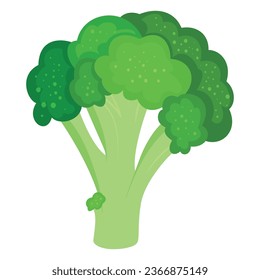 Broccoli fresh cartoon vitamin green vegetable with stem and lush isometric vector illustration. Natural diet healthy cabbage nutrition seasonal gourmet food organic raw plant for cooking eating