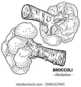 Broccoli fresh food vector hand drawn illustration