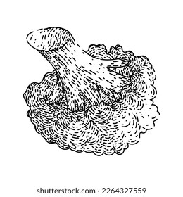 broccoli fresh hand drawn vector. vegetable, food healthy, raw, salad cabbage, organic diet, nutrition agriculture vegetarian broccoli fresh sketch. isolated black illustration