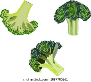 Broccoli. Fresh organic and healthy, diet and vegetarian food. Vector illustrations isolated on white background.