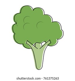 Broccoli fresh vegetable