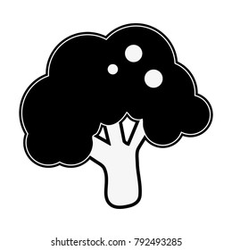 Broccoli fresh vegetable