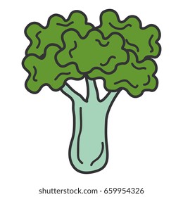 broccoli fresh vegetable icon