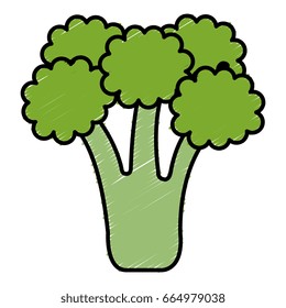 broccoli fresh vegetable icon