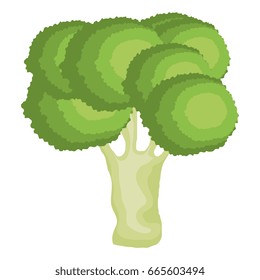 broccoli fresh vegetable icon