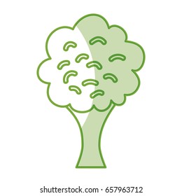 broccoli fresh vegetable isolated icon