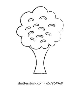 broccoli fresh vegetable isolated icon