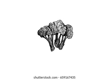 Broccoli, graphic hand drawn illustration isolated on white background